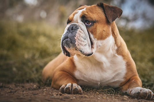 Buldog: Silny, lojalny i czuły towarzysz