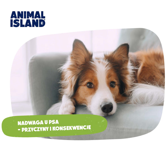 NADWAGA U PSA - PRZYCZYNY I KONSEKWENCJE