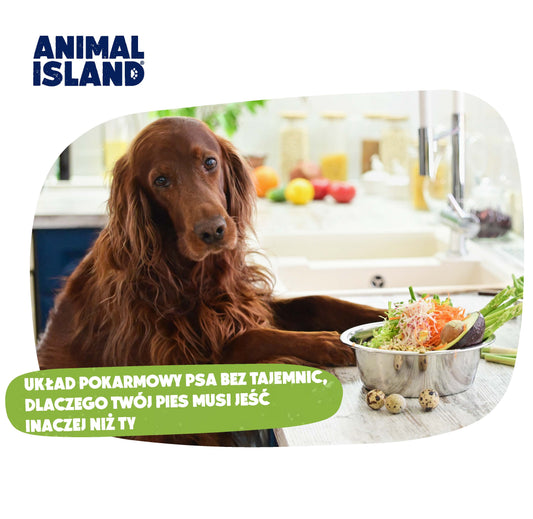 UKŁAD POKARMOWY PSA BEZ TAJEMNIC, DLACZEGO TWÓJ PIES MUSI JEŚĆ INACZEJ NIŻ TY