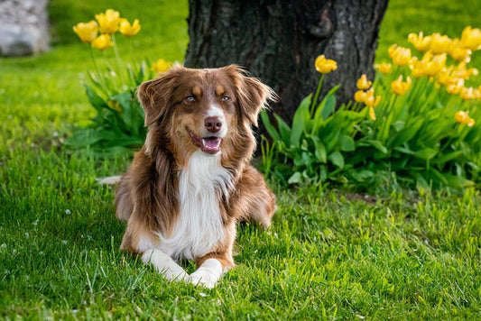 Australian cattle dog – niestrudzony pracownik o wielkiej inteligencji