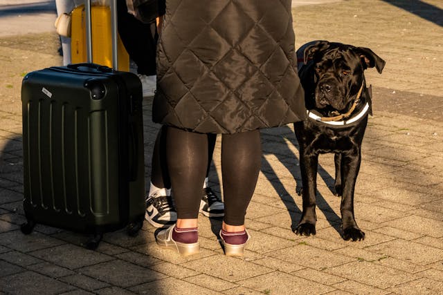 Cane Corso: Majestatyczny strażnik o wielkim sercu