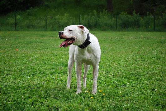 Dog Argentyński – Majestatyczny Obrońca i Czuły Członek Rodziny