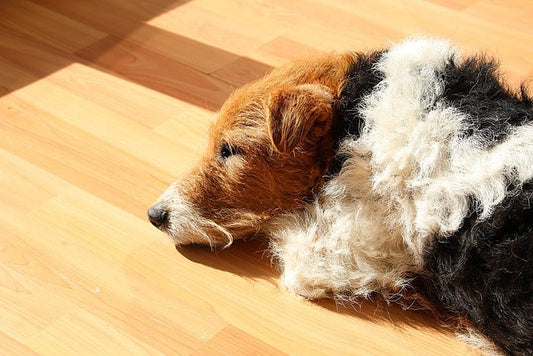 Fox terrier – mały pies o wielkim temperamencie i energii