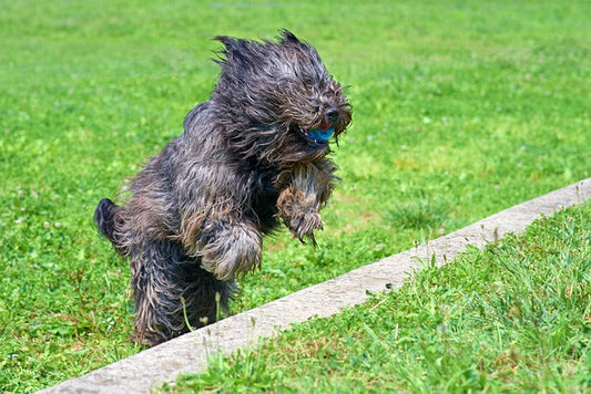 Owczarek francuski briard – serce pasterza w lwiej grzywie