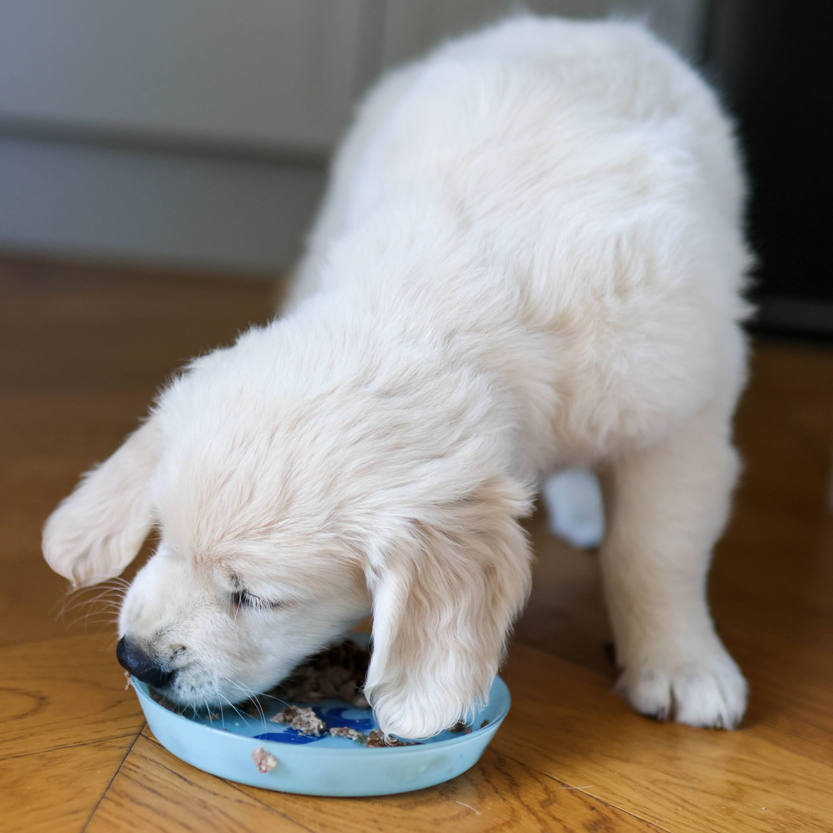 Małe Łapki - Pierwsze Kroki + PREZENT