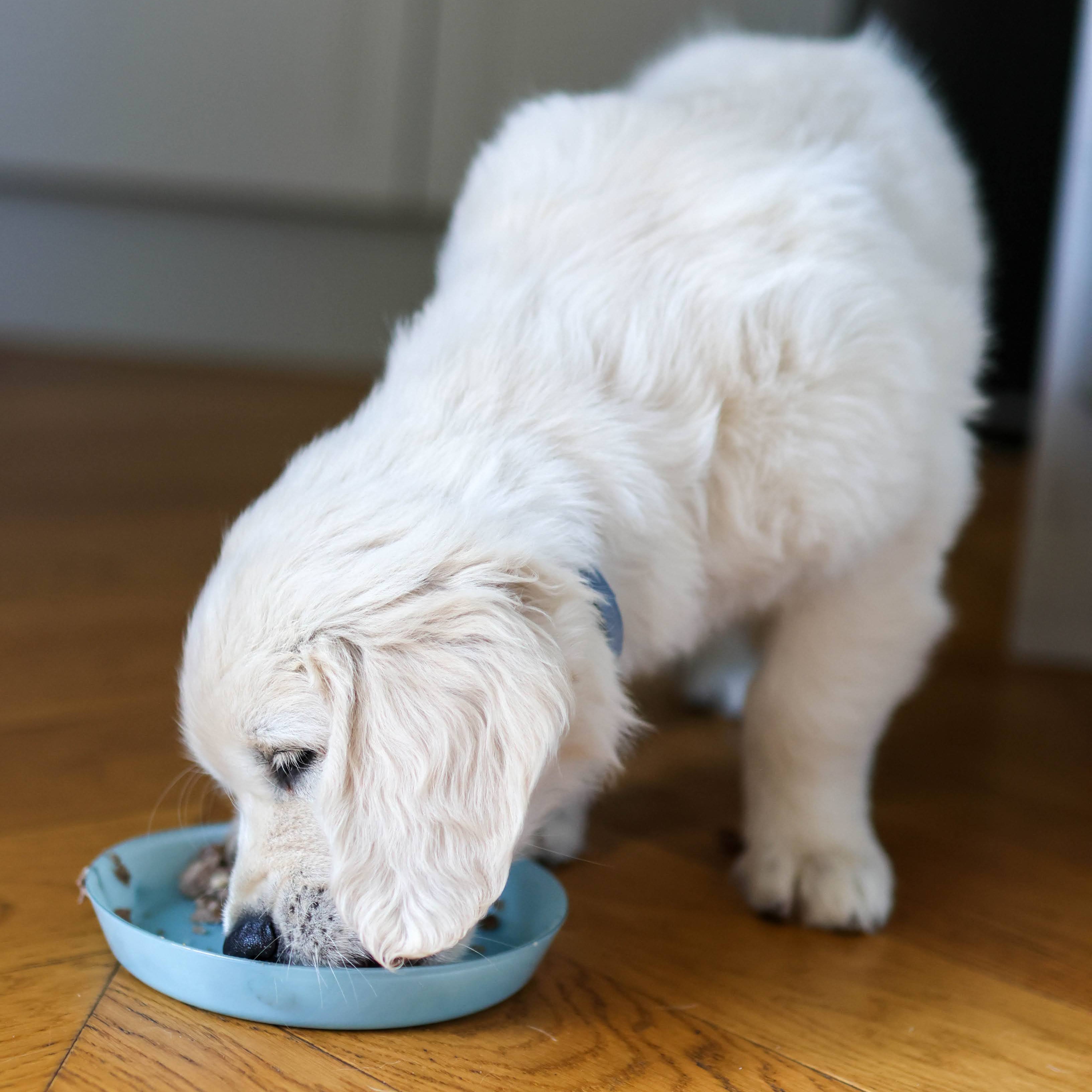 Małe Łapki - Pierwsze Kroki + PREZENT