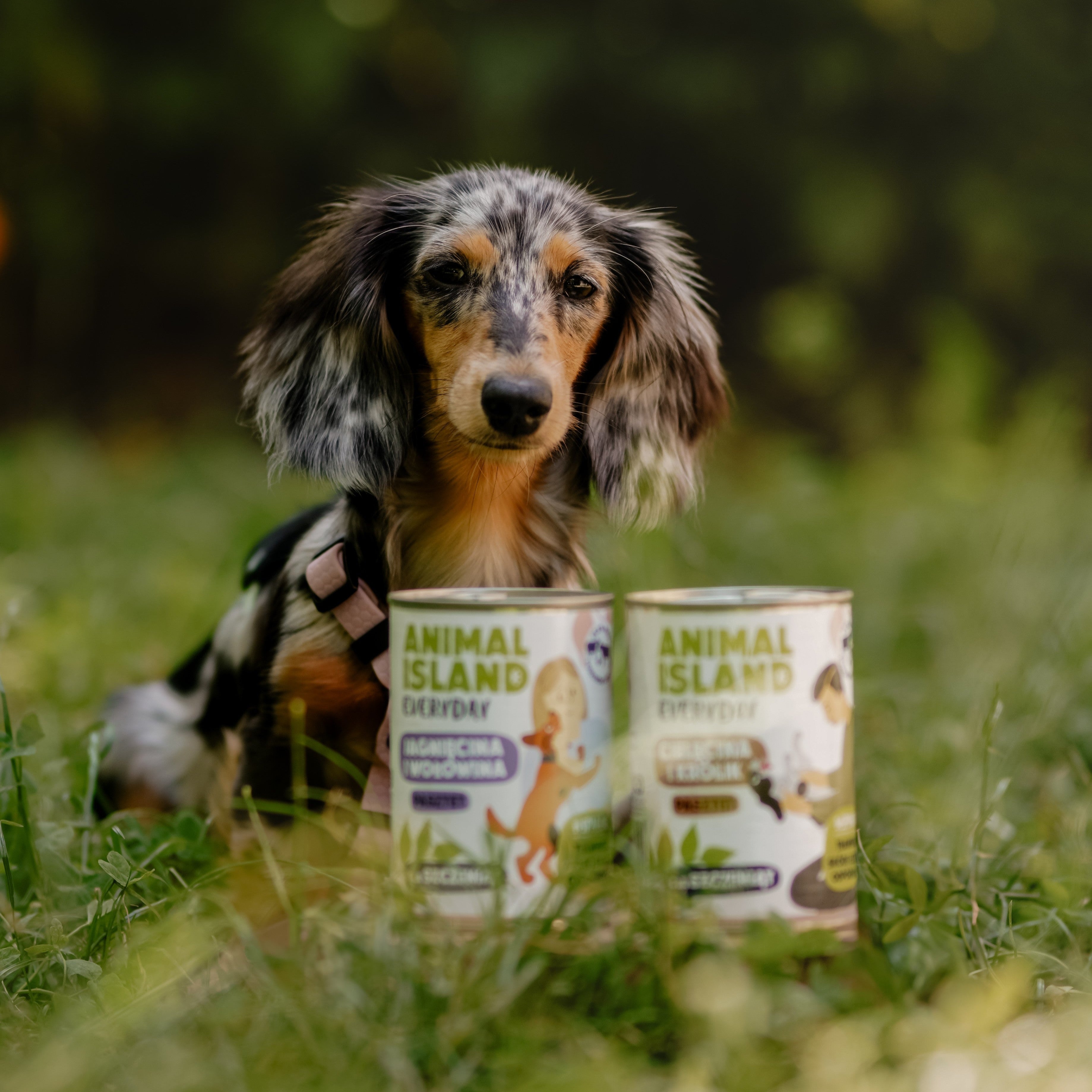 Beef and lamb puppy food 400g can Everyday