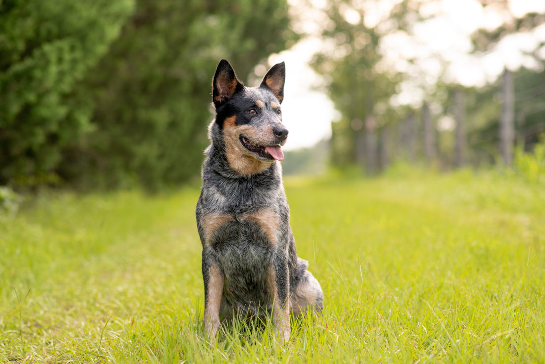 Australian cattle dog – niestrudzony pracownik o wielkiej inteligencji