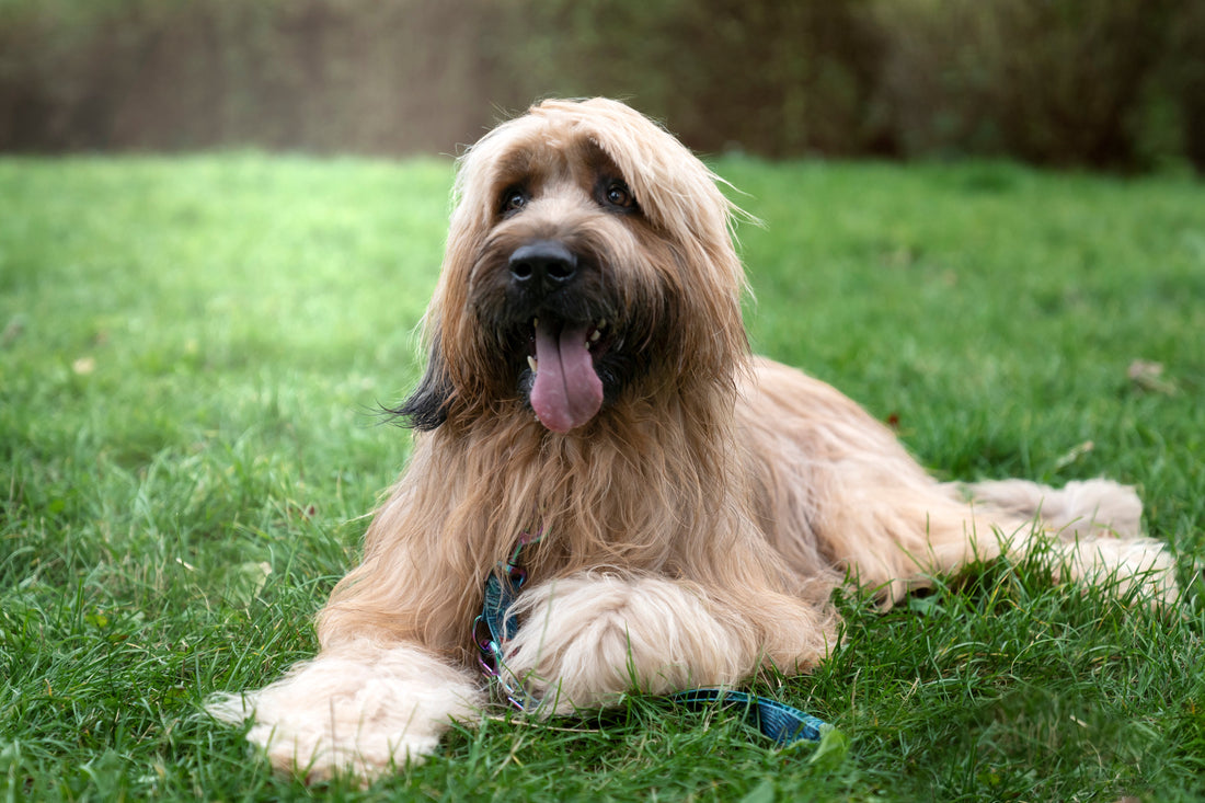 Owczarek francuski briard – serce pasterza w lwiej grzywie