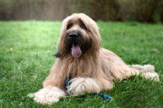 Owczarek francuski briard – serce pasterza w lwiej grzywie