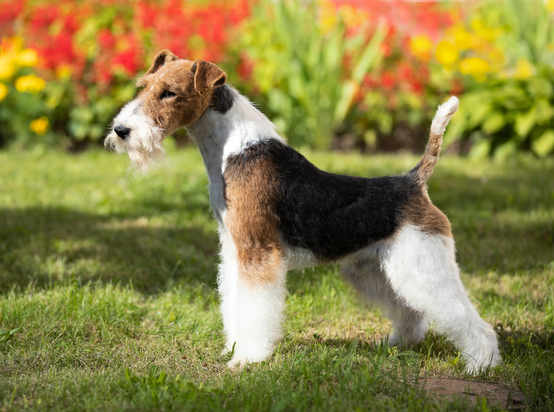 Fox terrier – mały pies o wielkim temperamencie i energii