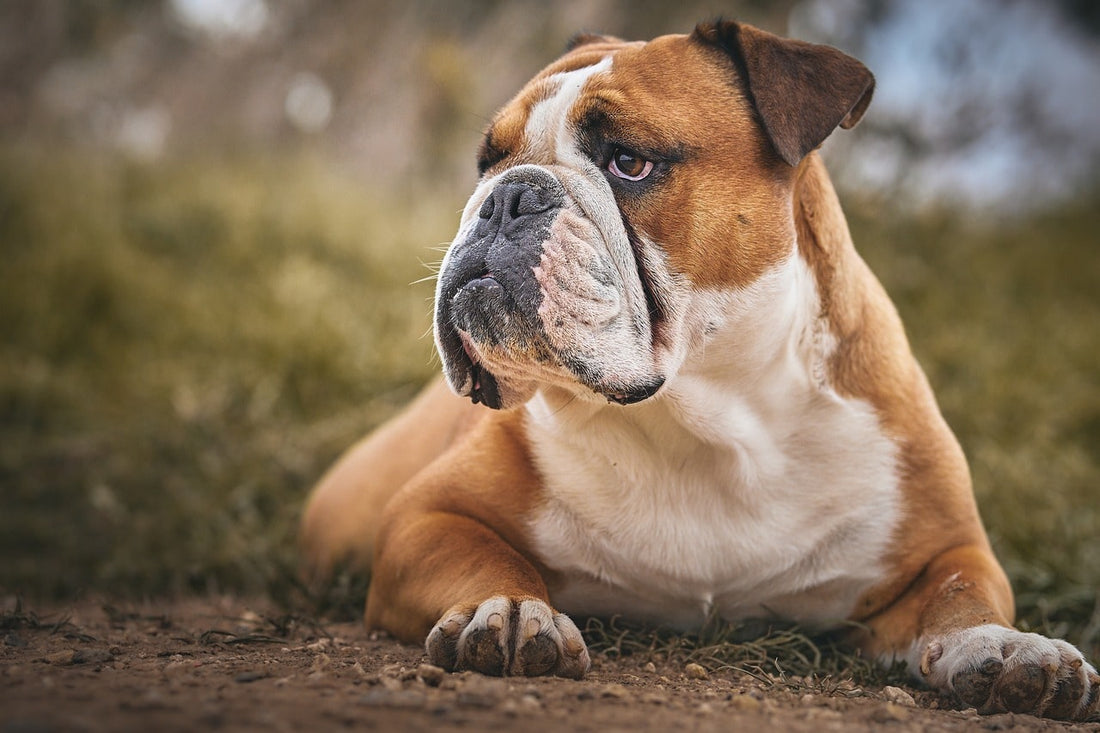 Buldog: Silny, lojalny i czuły towarzysz