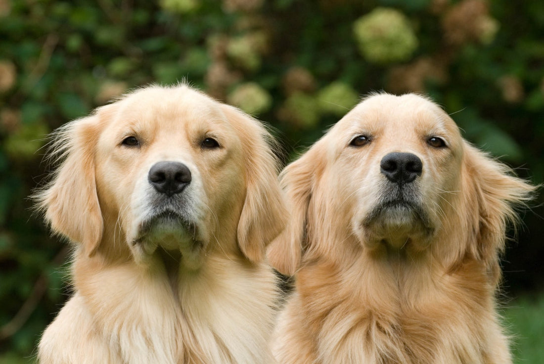 Golden Retriever: przyjazny i wszechstronny pies rodzinny