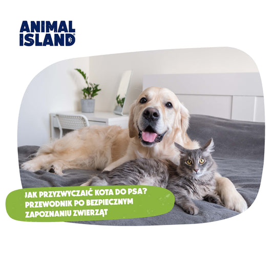 JAK PRZYZWYCZAIĆ KOTA DO PSA? PRZEWODNIK PO BEZPIECZNYM ZAPOZNANIU ZWIERZĄT