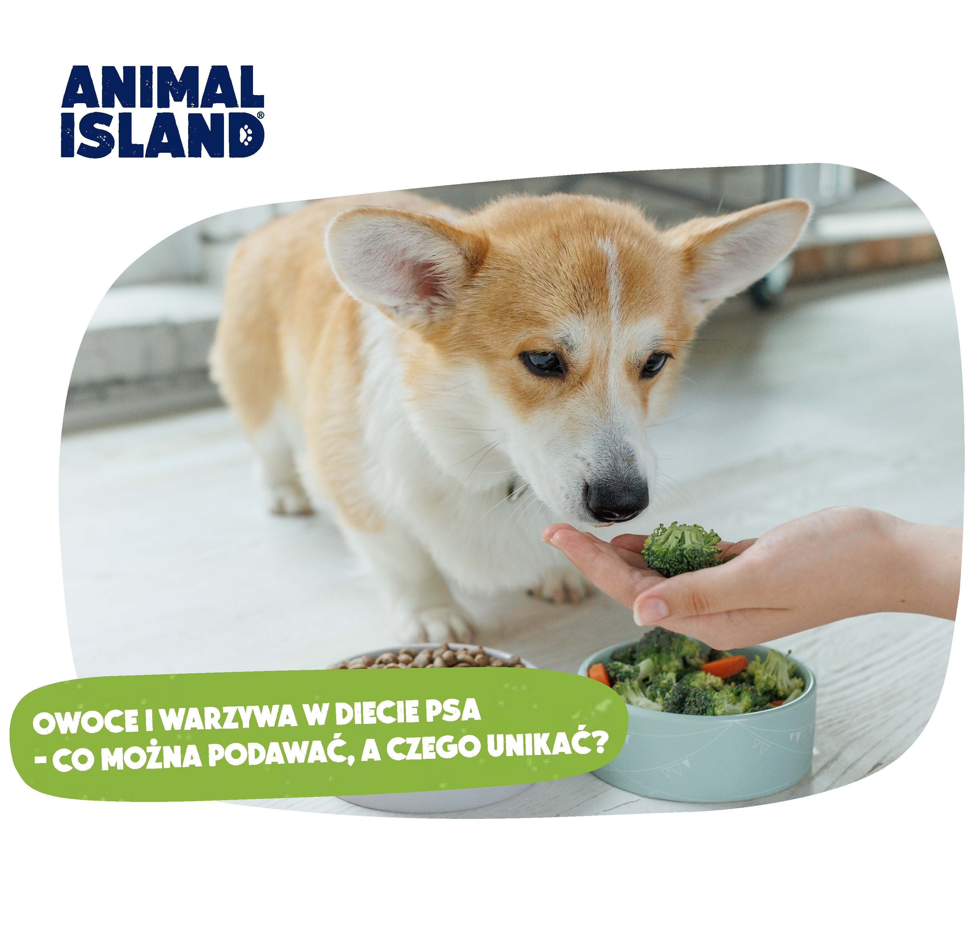 Animal Island Cat And Dog Food Treats And Accessories animal-island-cat-and-dog-food-treats-and-accessories