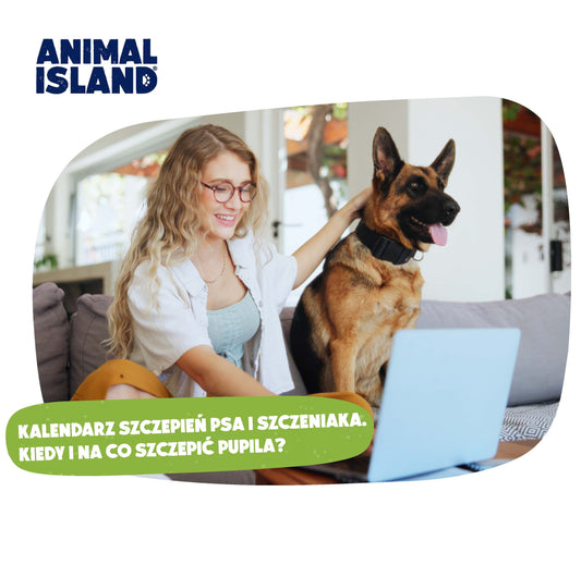 KALENDARZ SZCZEPIEŃ PSA I SZCZENIAKA. KIEDY I NA CO SZCZEPIĆ PUPILA?