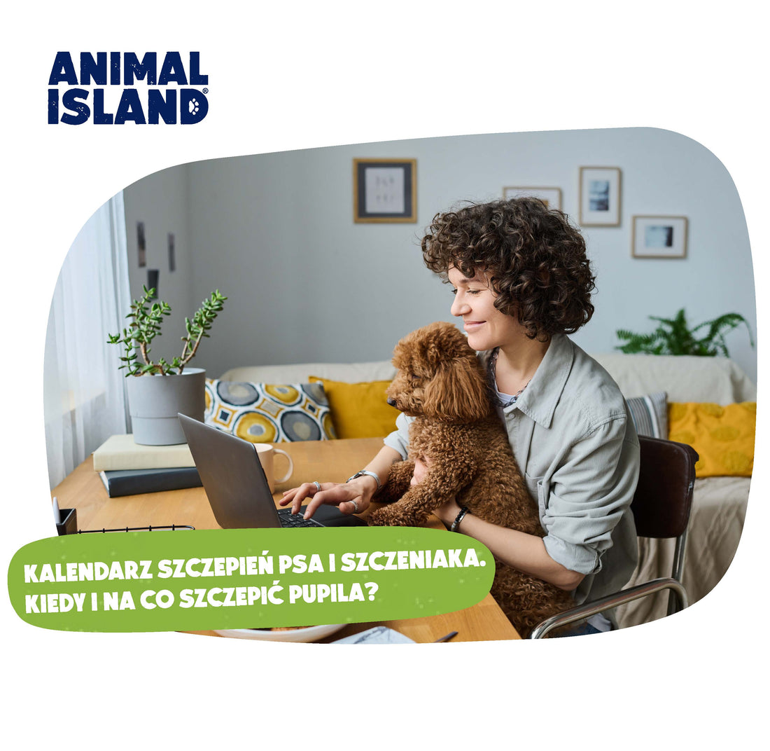 KALENDARZ SZCZEPIEŃ PSA I SZCZENIAKA. KIEDY I NA CO SZCZEPIĆ PUPILA?