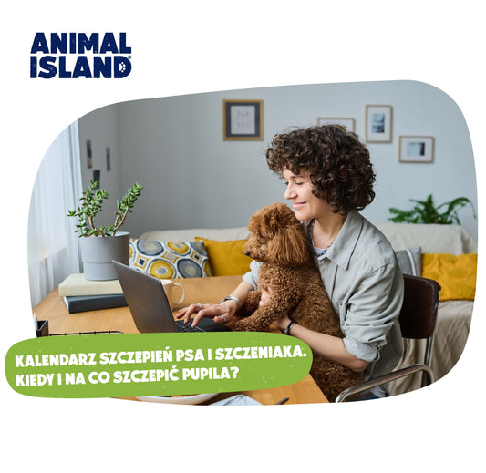 KALENDARZ SZCZEPIEŃ PSA I SZCZENIAKA. KIEDY I NA CO SZCZEPIĆ PUPILA?