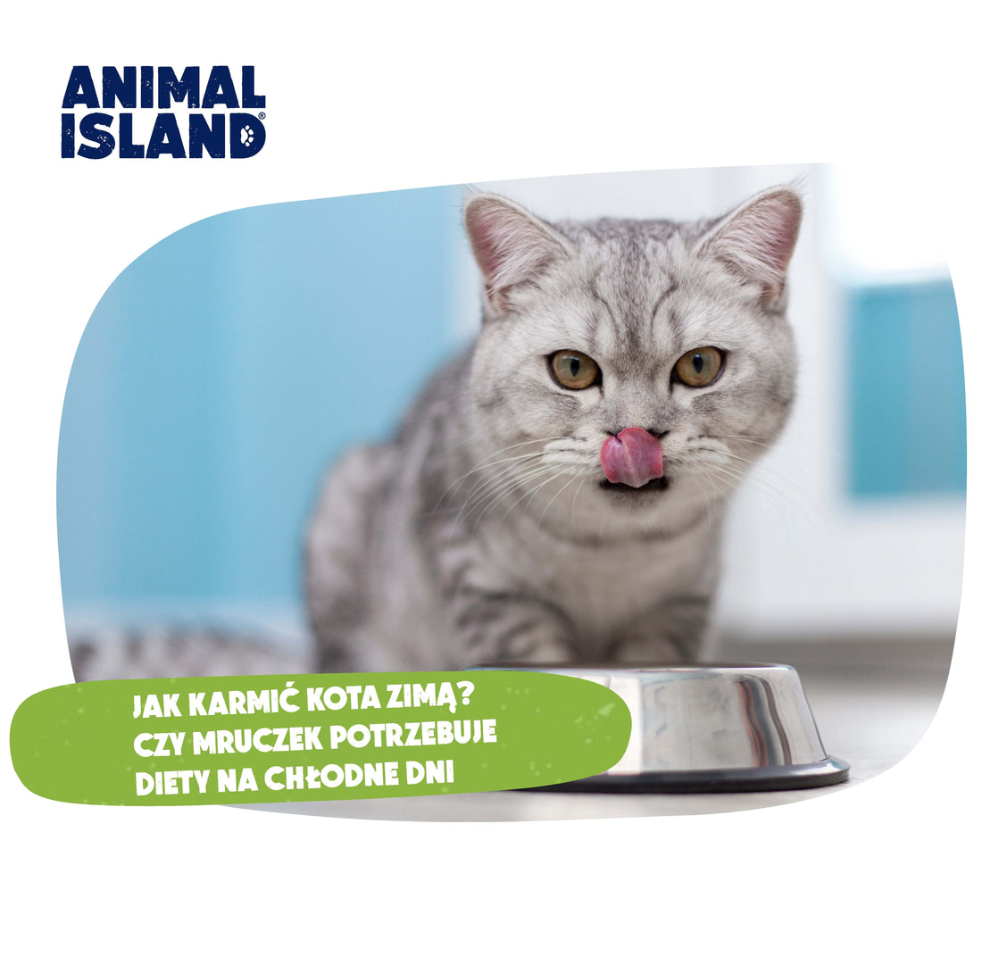 JAK KARMIĆ KOTA ZIMĄ. CZY MRUCZEK POTRZEBUJE ZMIANY DIETY NA CHŁODNE DNI?