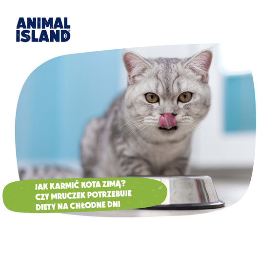 JAK KARMIĆ KOTA ZIMĄ. CZY MRUCZEK POTRZEBUJE ZMIANY DIETY NA CHŁODNE DNI?