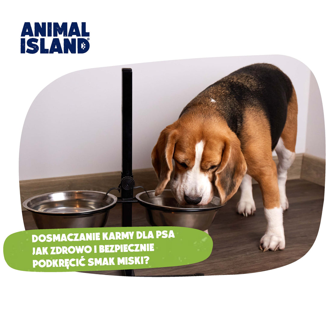 DOSMACZANIE KARMY DLA PSA – JAK ZDROWO I BEZPIECZNIE PODKRĘCIĆ SMAK MISKI?