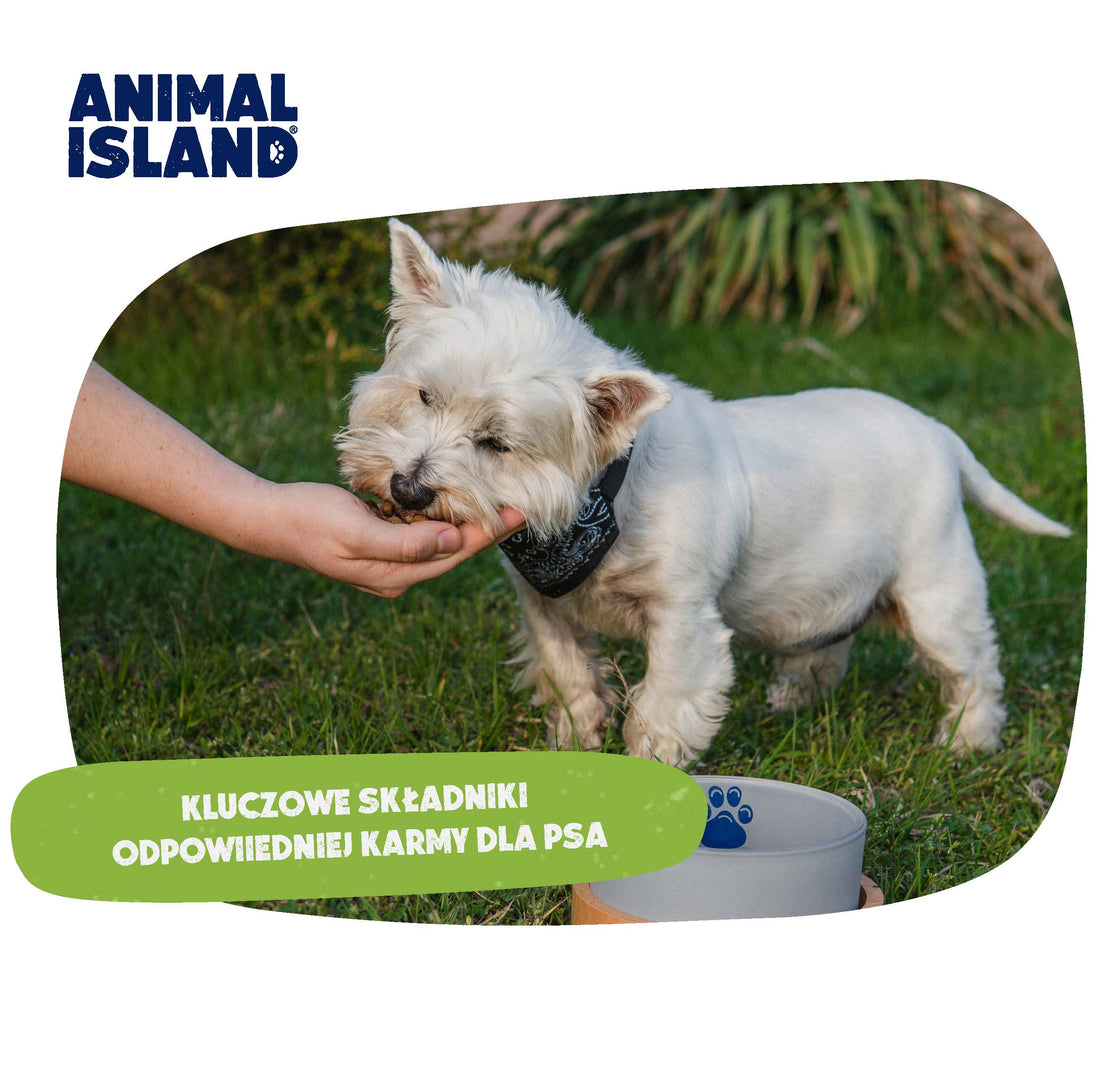 Kluczowe składniki odpowiedniej karmy dla psa