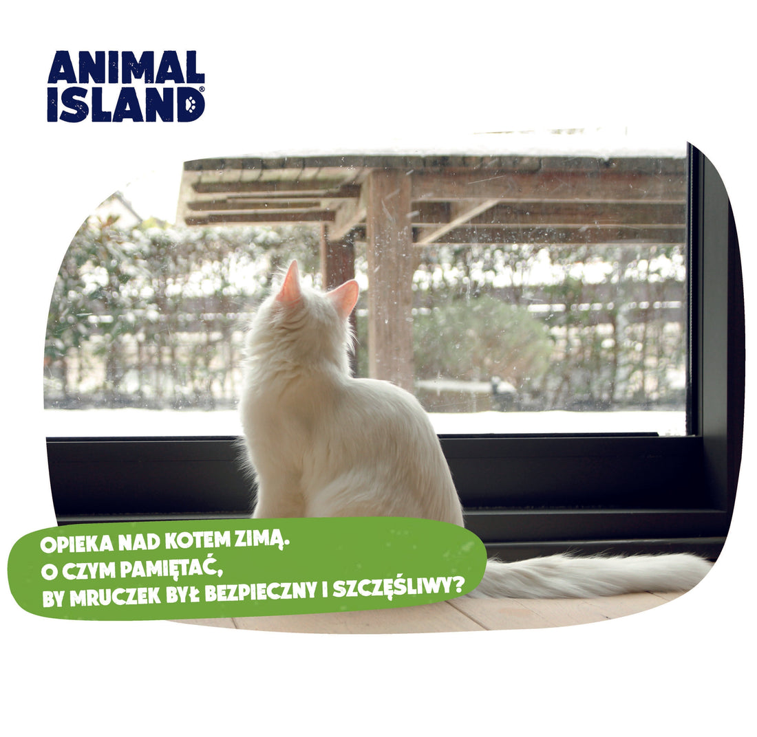 OPIEKA NAD KOTEM ZIMĄ. O CZYM PAMIĘTAĆ, BY MRUCZEK BYŁ BEZPIECZNY I SZCZĘŚLIWY?