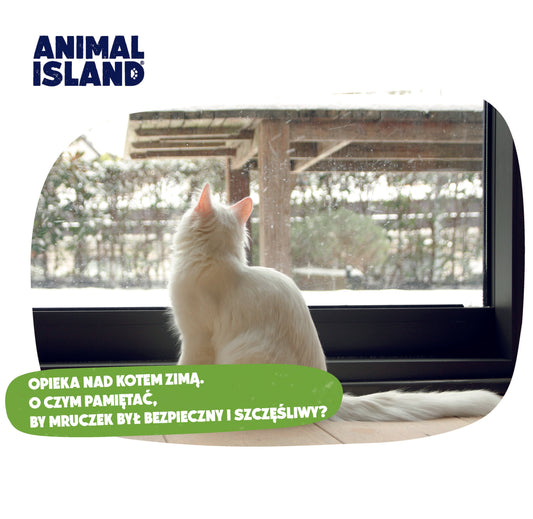 OPIEKA NAD KOTEM ZIMĄ. O CZYM PAMIĘTAĆ, BY MRUCZEK BYŁ BEZPIECZNY I SZCZĘŚLIWY?