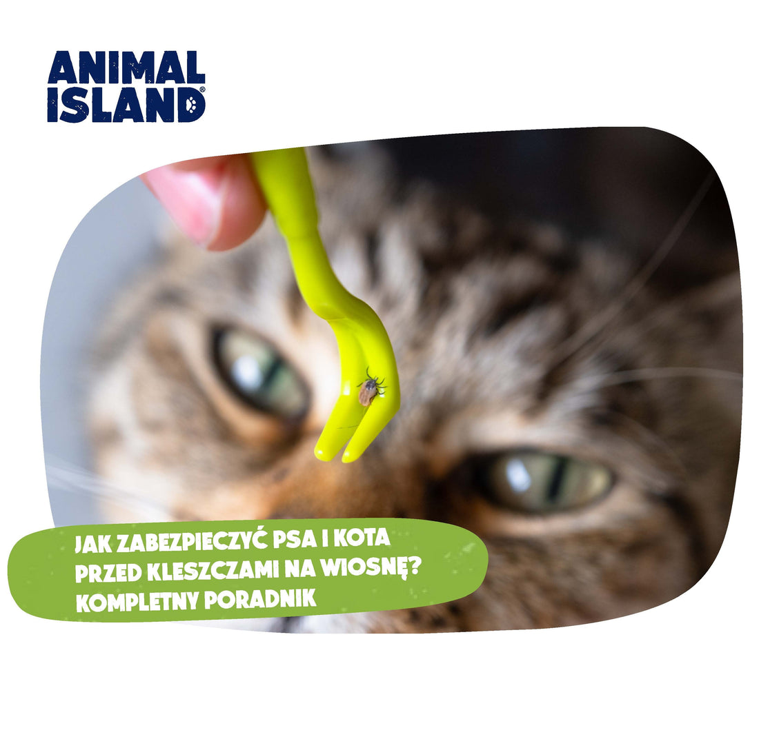 JAK ZABEZPIECZYĆ PSA I KOTA PRZED KLESZCZAMI NA WIOSNĘ? KOMPLETNY PRZEWODNIK