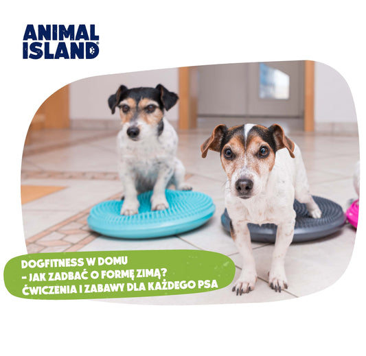 DOGFITNESS W DOMU – JAK ZADBAĆ O FORMĘ ZIMĄ? ĆWICZENIA I ZABAWY DLA KAŻDEGO PSA