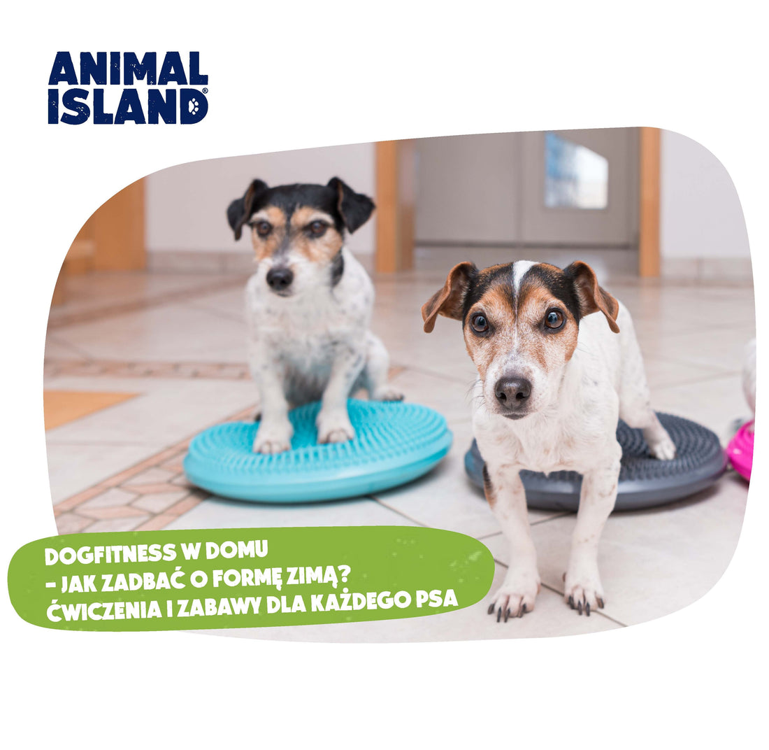 DOGFITNESS W DOMU – JAK ZADBAĆ O FORMĘ ZIMĄ? ĆWICZENIA I ZABAWY DLA KAŻDEGO PSA