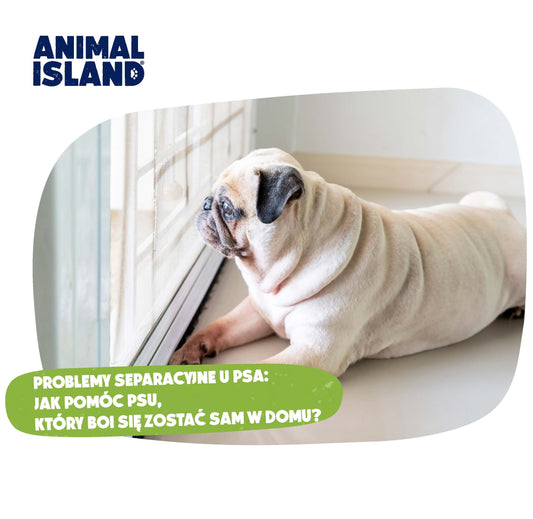 PROBLEMY SEPARACYJNE U PSA: JAK POMÓC PSU, KTÓRY BOI SIĘ ZOSTAĆ SAM W DOMU?