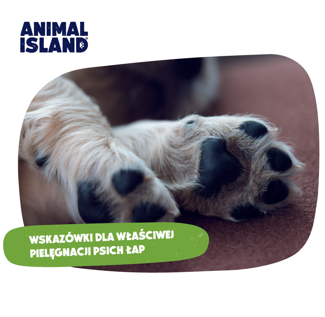 WSKAZÓWKI DLA WŁAŚCIWEJ PIELĘGNACJI PSICH ŁAP