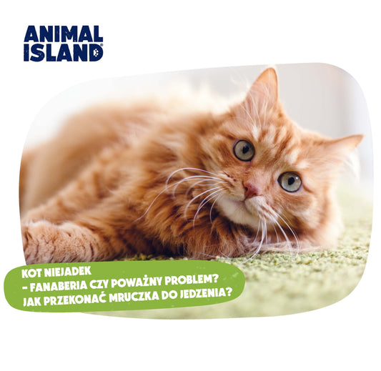 KOT NIEJADEK – FANABERIA CZY POWAŻNY PROBLEM? JAK PRZEKONAĆ MRUCZKA DO JEDZENIA?