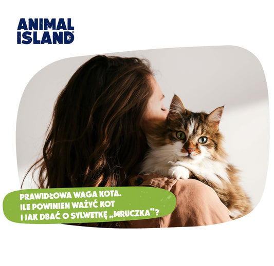 PRAWIDŁOWA WAGA KOTA. ILE POWINIEN WAŻYĆ KOT I JAK DBAĆ O SYLWETKĘ „MRUCZKA”?