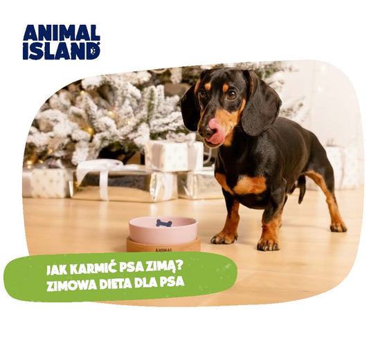JAK KARMIĆ PSA ZIMĄ? ZIMOWA DIETA DLA PSA