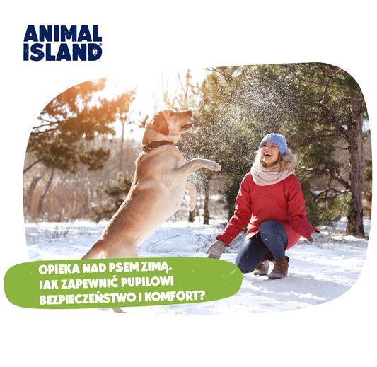 OPIEKA NAD PSEM ZIMĄ. JAK ZAPEWNIĆ PUPILOWI BEZPIECZEŃSTWO I KOMFORT?