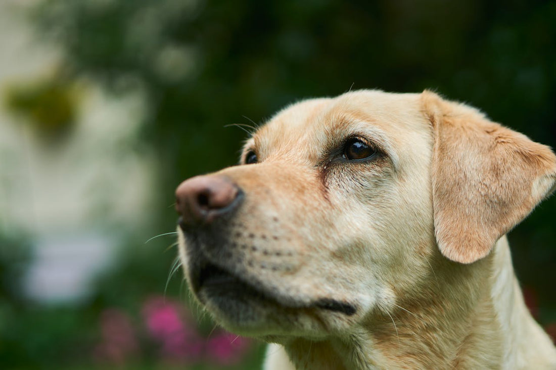 Labrador Retriever: Energetyczny i kochający pies rodzinny