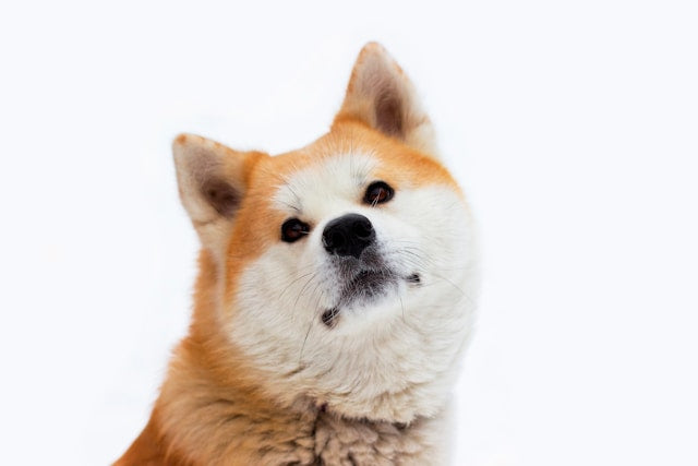 Akita Inu: Duma i wierność japońskiego samuraja. Przewodnik po rasie
