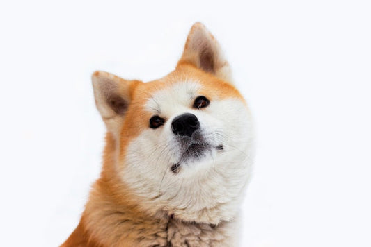 Akita Inu: Duma i wierność japońskiego samuraja. Przewodnik po rasie