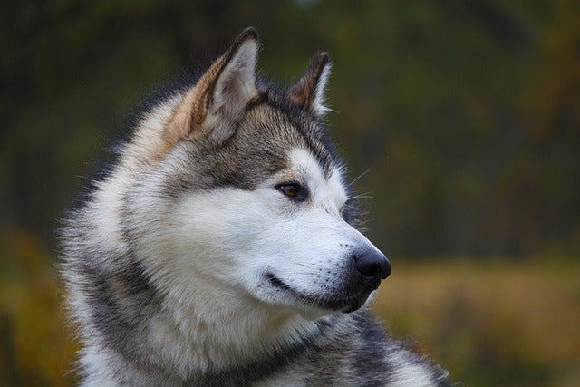 Alaskan Malamute – potężny siłacz z północy i lojalny przyjaciel rodziny