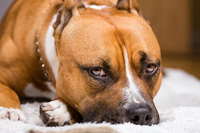 Amstaff (American Staffordshire Terrier) – opis rasy, temperament i profesjonalna dieta