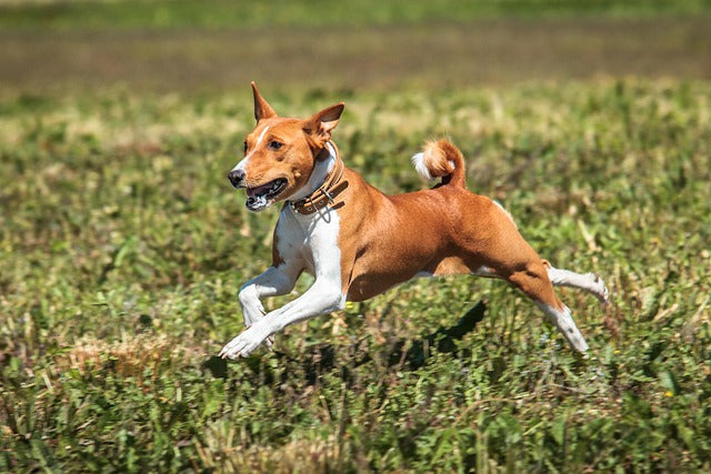 Basenji – afrykański pies, który nie szczeka. Kompletny przewodnik po rasie i jej potrzebach