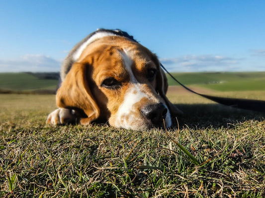 Beagle: Ciekawy, energiczny i świetny dla rodzin