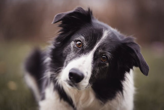 Border collie – inteligencja, pasja i oddanie. Kompletny przewodnik dla opiekuna