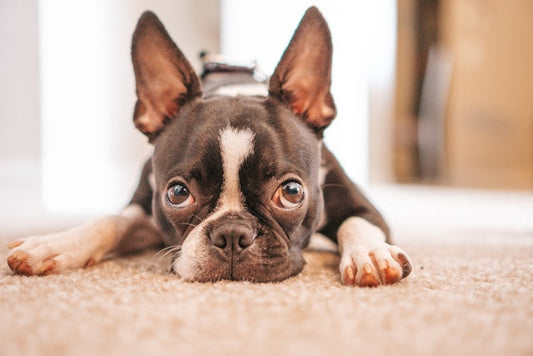 Boston Terrier – elegancki dżentelmen i idealny miejski towarzysz