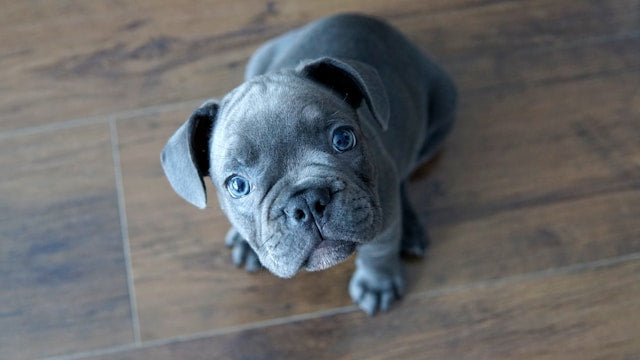 Buldog Francuski
