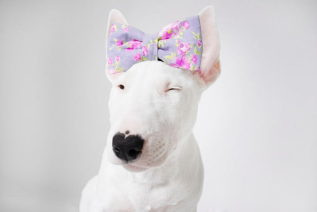 Bulterier – wyjątkowy wygląd i serce klauna