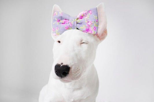 Bulterier – wyjątkowy wygląd i serce klauna