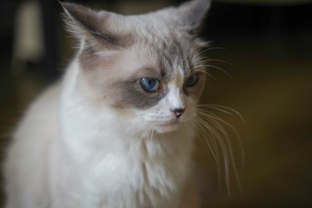 Kot burmski – wszystko, co musisz wiedzieć o "cegle owiniętej w jedwab"